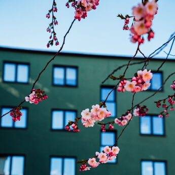 Kirsebærblomster foran et grønt bygg