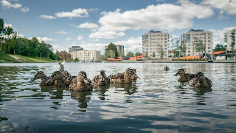 Ender svømmer i dammen foran Ensjøbyen.