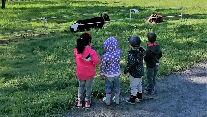 barn ser på kyrene på beitet