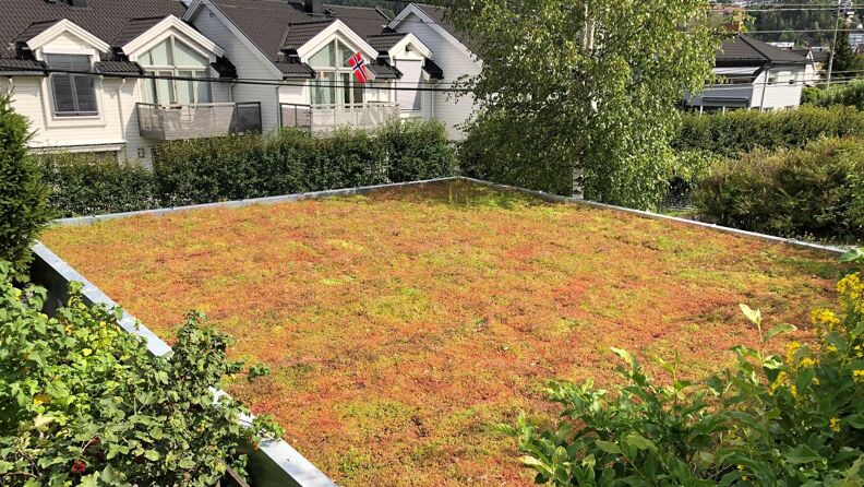 Tak med planter, hus i bakgrunn