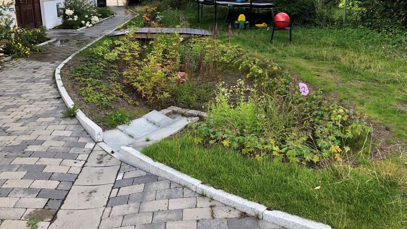 Planter i regnbed