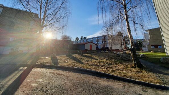 Plen med to trær, bebyggelse i bakgrunn