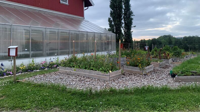 Drivhuset og parsellhagen på gården