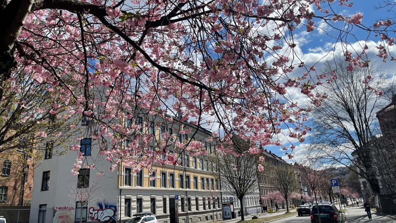 Kirsebærtrærne blomstrer i Kjølberggata