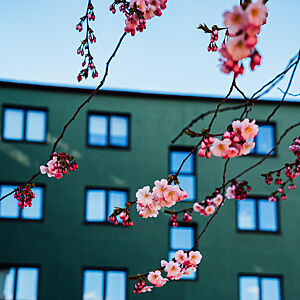 Kirsebærblomster foran et grønt bygg