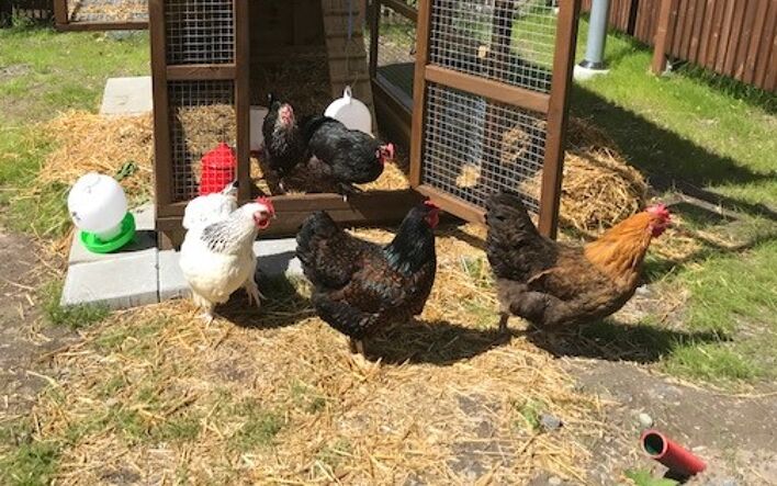 Lykkelige høns på vei ut av buret. 