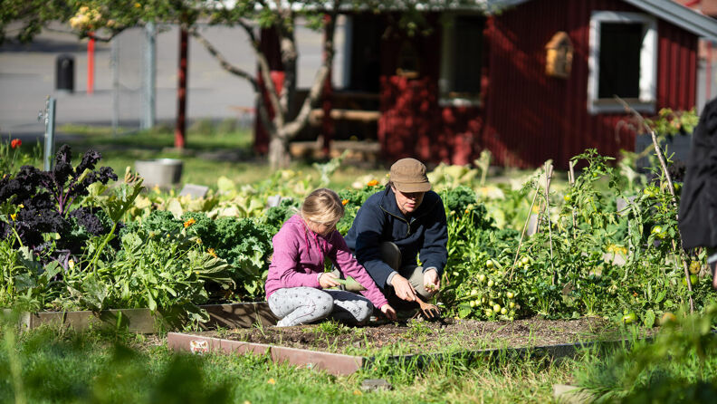 Barn og lærer steller skolehagen på Rustad skole.