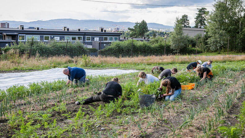 Medlemmer av Tveten andelsgård luker ugress på jordet .