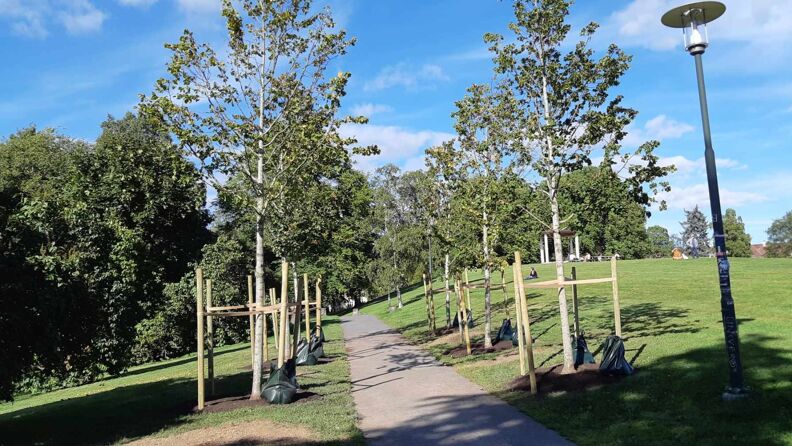Seks nyplantede lindetrær i Torshovparken.