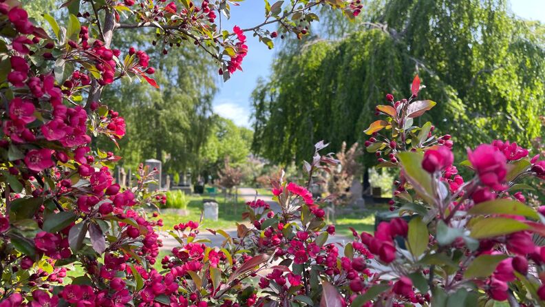 Blomster på Vår Frelsers gravlund i Oslo om våren