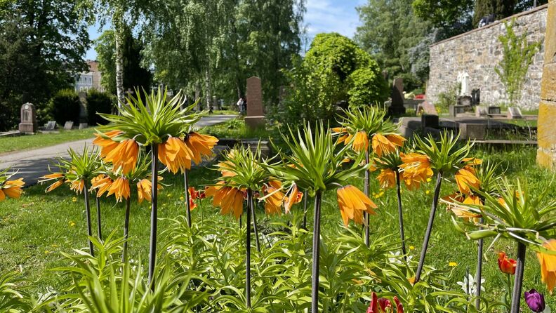 Blomster på Vår Frelsers gravlund i Oslo om våren