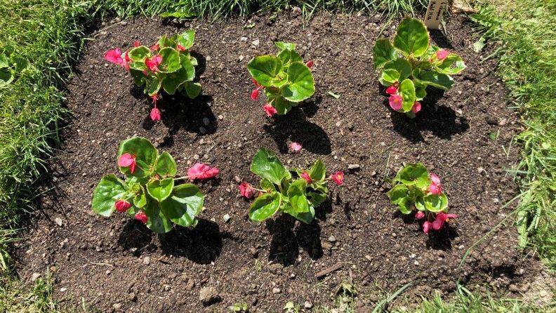 Isbegonia i juni