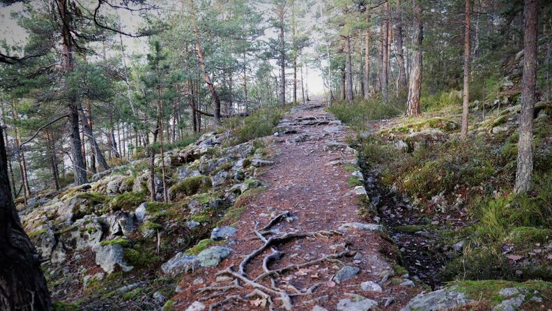 A rough and uneven, yet clearly defined trail through the woods at Ljanskollen. There are large roots and rocks going through the path.