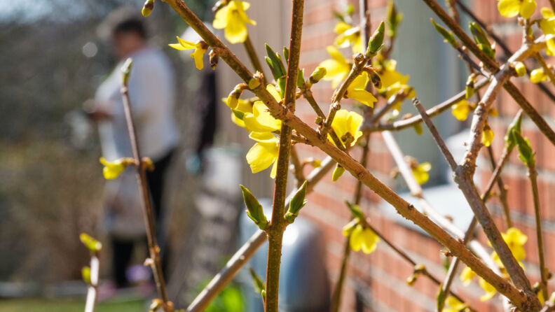 Yellow spring flowers in the foreground. The background is blurry, but a person is visible working in the garden