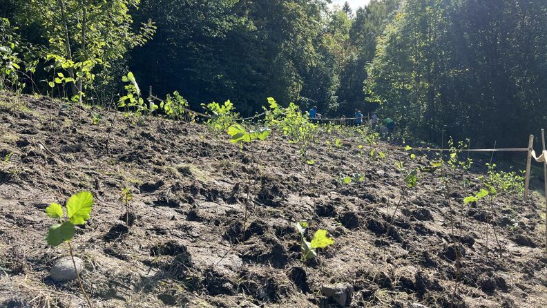Treplanting på Grorud