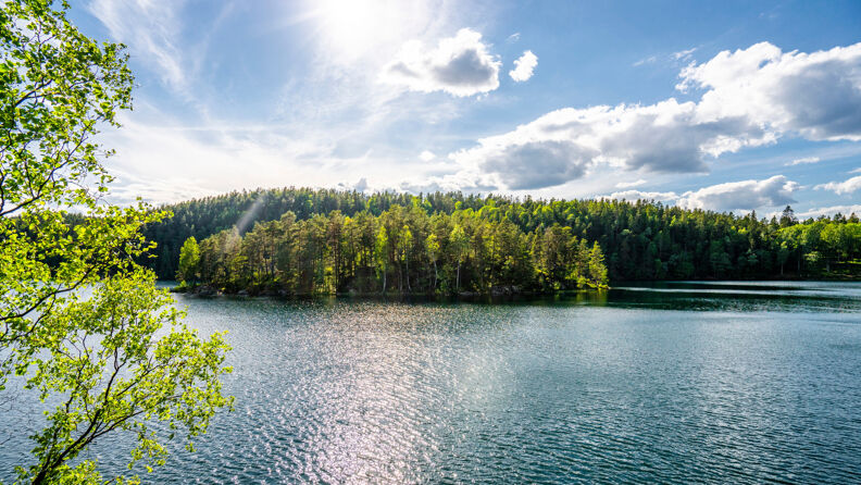 Lutvann i Østmarka med skog i bakgrunnen.