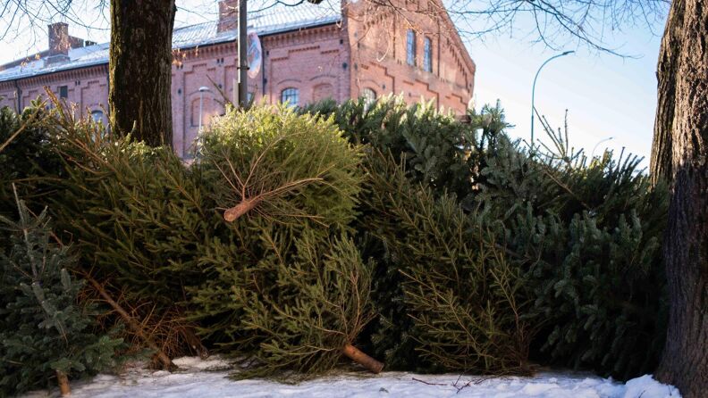 En haug med juletrær