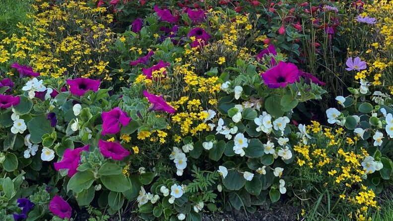Blomstereng i september. 