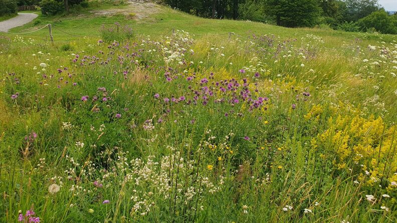 Fotografi av en frodig bomstereng med ville blomster i mange farger