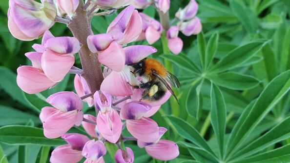 Nærbilde av en rosa hagelupin med en humle som klatrer på planten