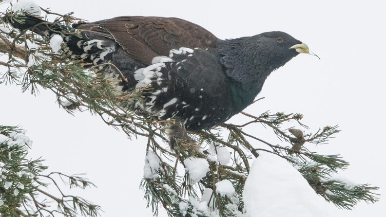 En brun, hvit og sort fugl med gult nebb sitter på en snødekt gren