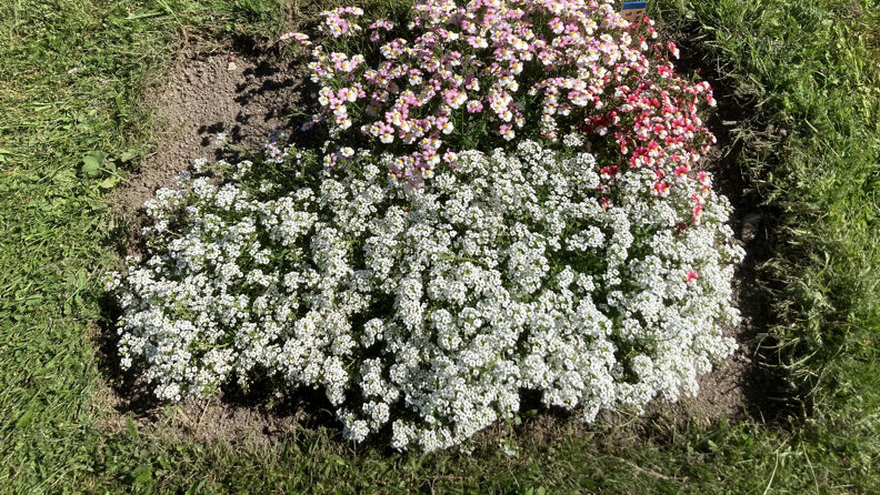 Alyssum, august. 