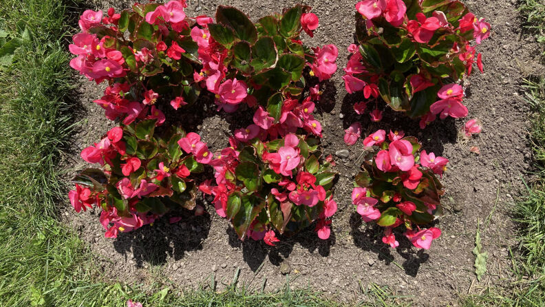 Isbegonia, juli. 