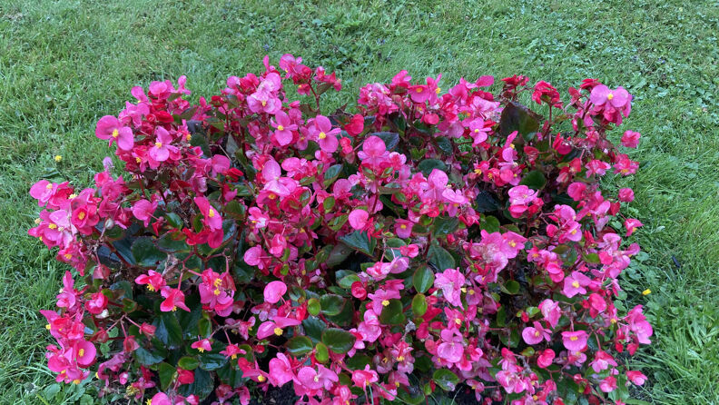 Isbegonia, august. 