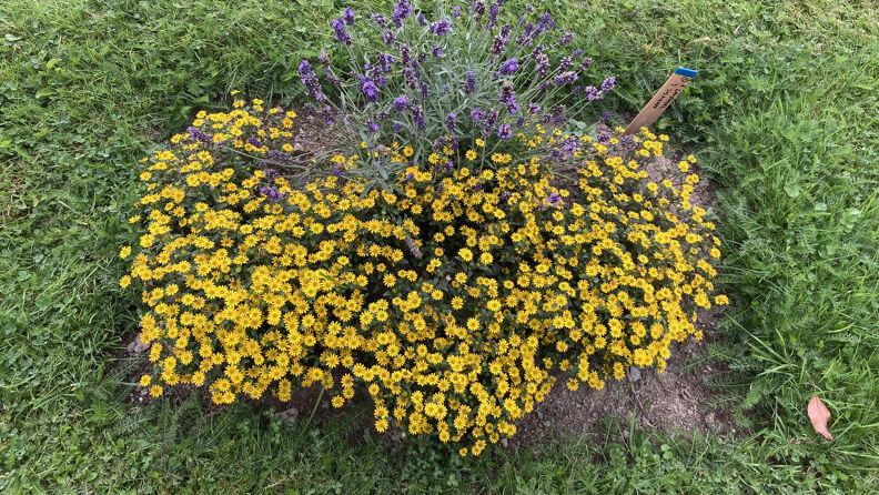 Solknapp i august.