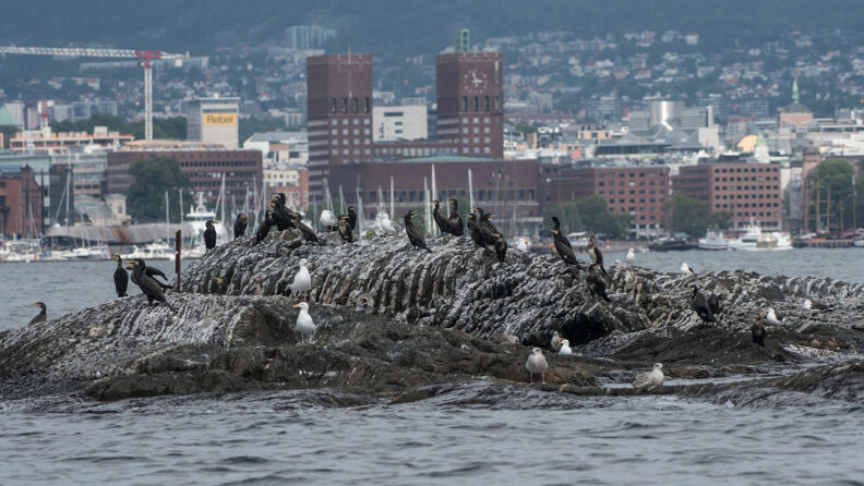Fugler på et skjær i Oslofjorden.