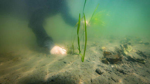 En dykker planter ålegras for hånd på havbunnen.