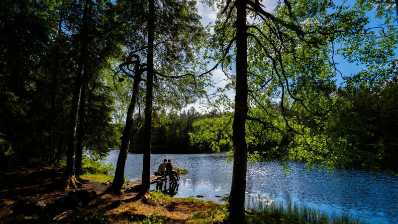 uvtjern med trær rundt, en varm sommerdag.
