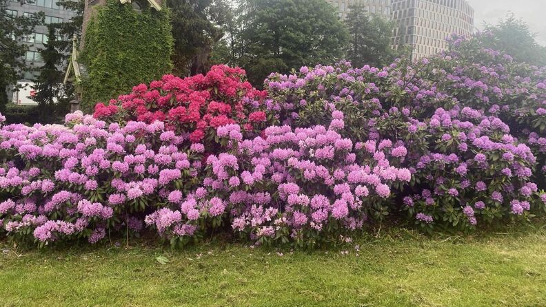 Rhodedendronbusk, Østre gravlund. 