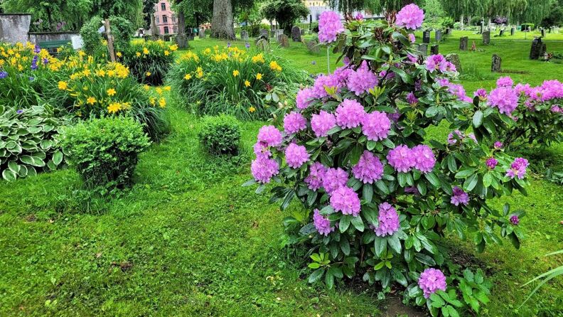 Blomstring på Gamlebyen gravlund. 