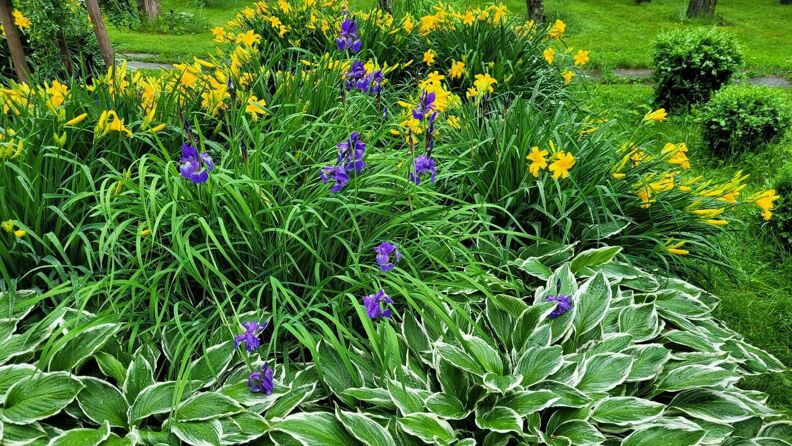Blomstring på Gamlebyen gravlund. 