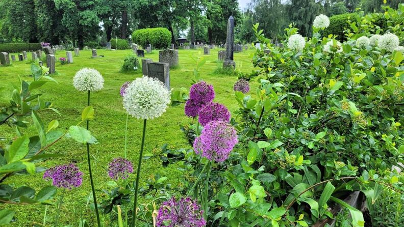 Blomstring på Gamlebyen gravlund. 
