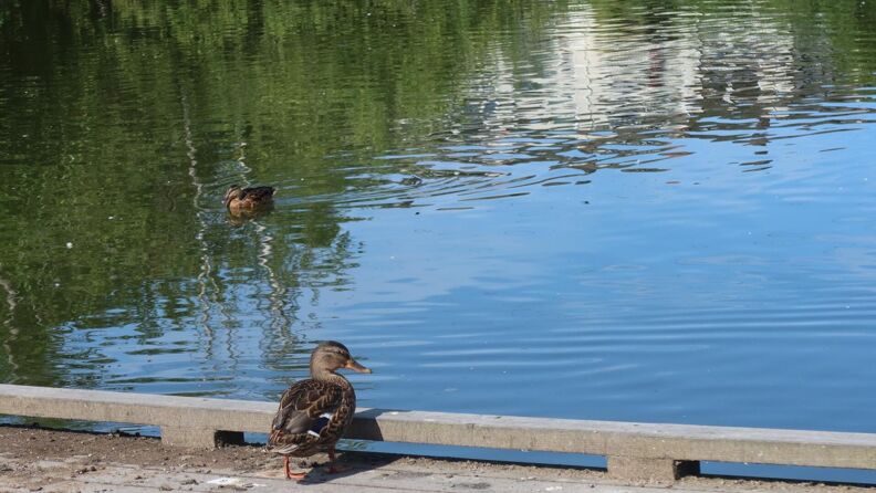 To ender i Østensjøvann, der en er i vannet og beveger seg sakte fremover.