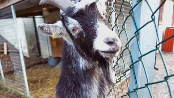 A photo of a goat at a sportstue in Oslo (Rustadsaga sportsstue)