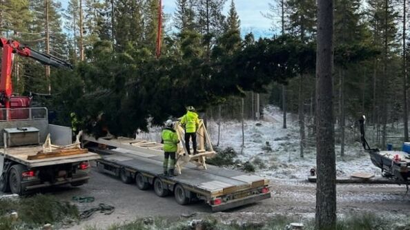 Treet legges ned på lastebil.